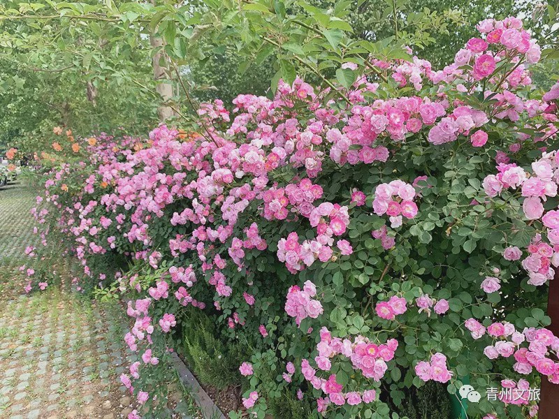 花满青州——初夏清浅微风起，蔷薇月季满城香