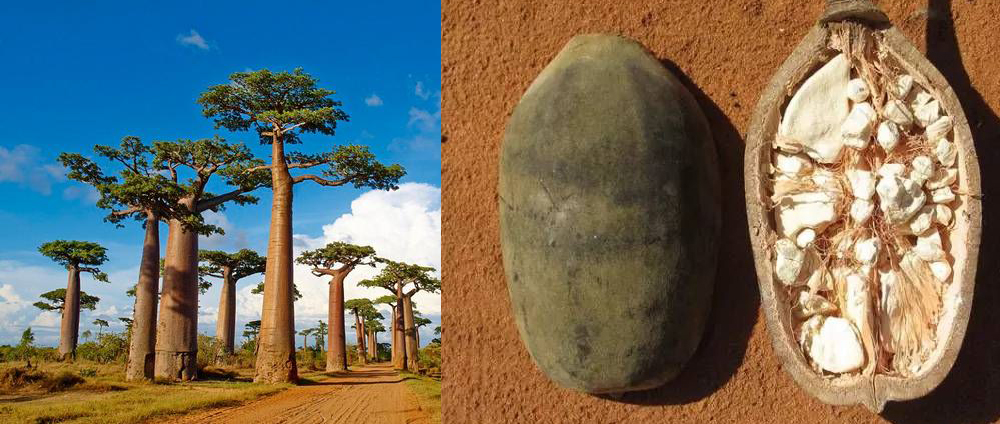 粮食不能自给的非洲各国，那里的人们都是以什么为主食的？