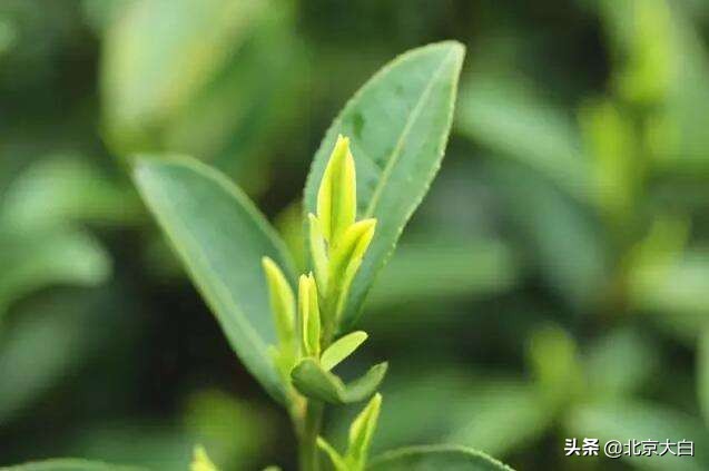 龙井茶传统做法有哪些种类,龙井茶制作的流程是什么