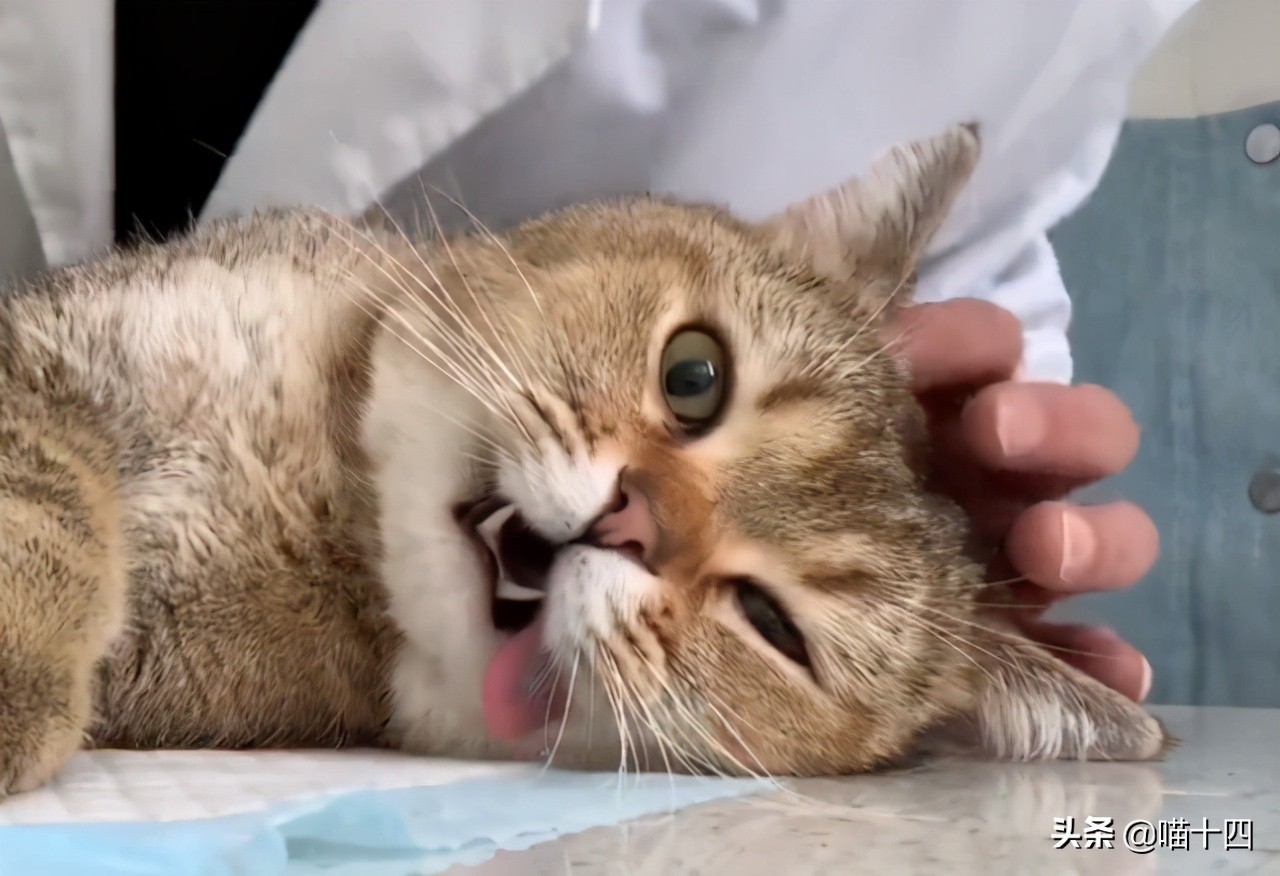 39天小猫软便,老是软便