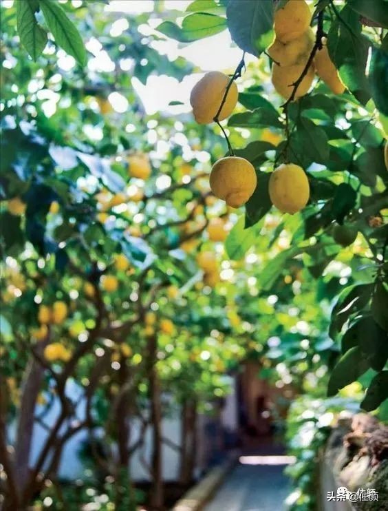 柠檬树装饰材料,柠檬树家居用品