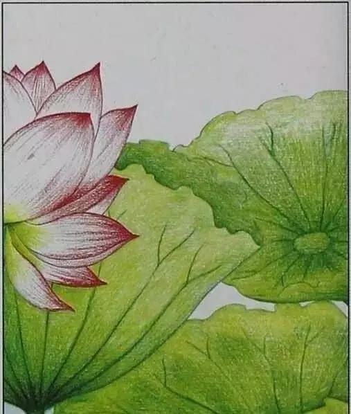 画荷塘与荷花,画一张美丽的荷塘画