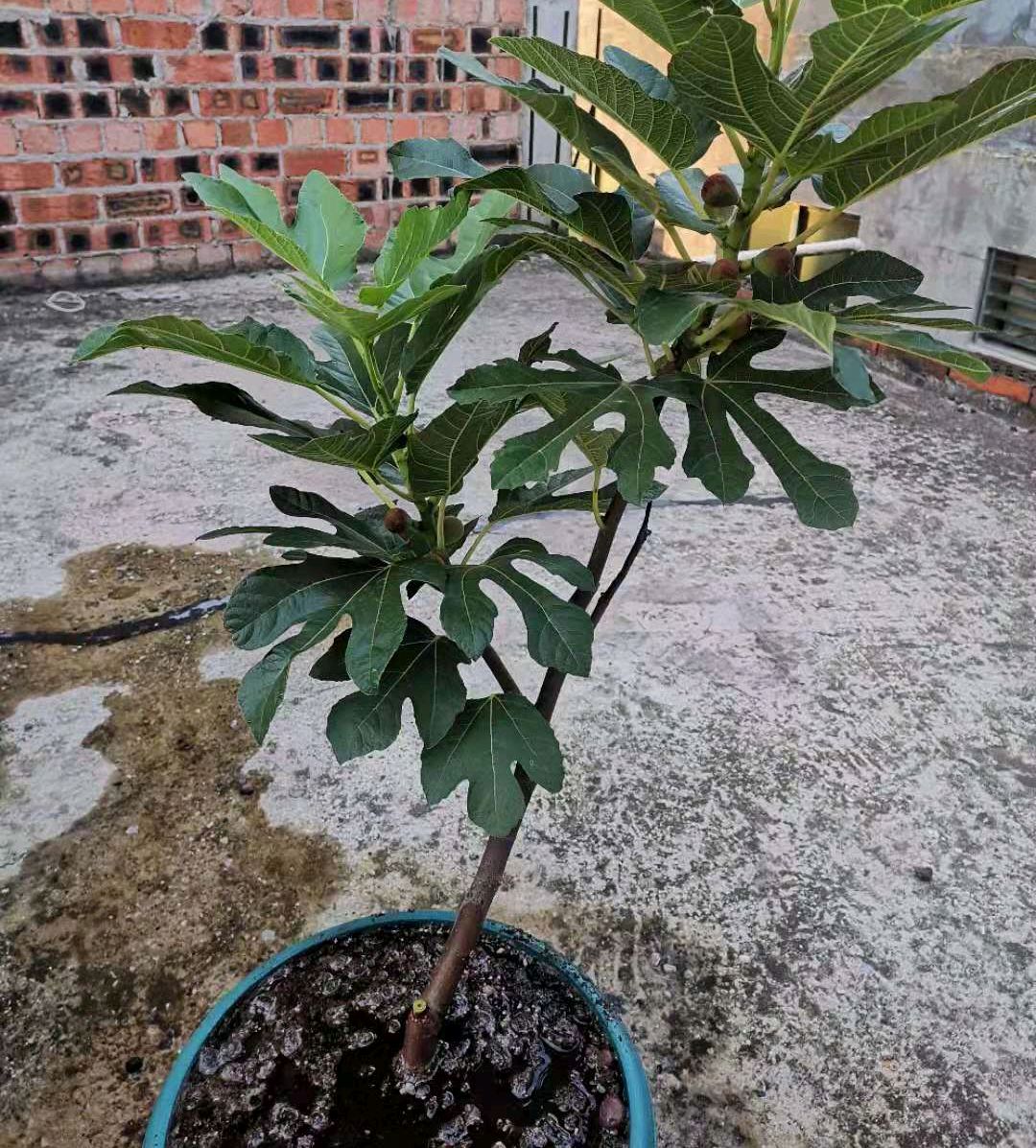 无花果盆栽种植方法和技巧,无花果盆栽种植方法