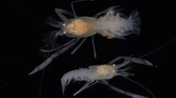 5千米海底450度热液泉旁的小虾米，高压锅能炖烂不？味道如何？