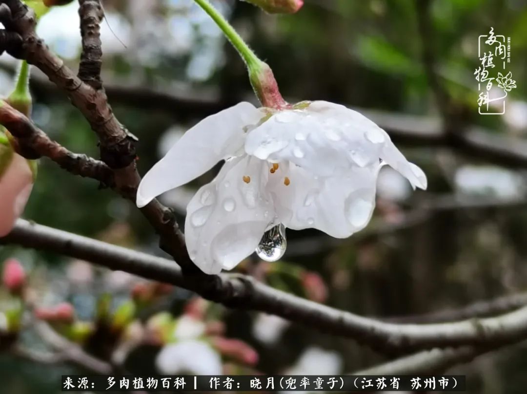 六年时间环游22个国家，却被多肉小萌物征服