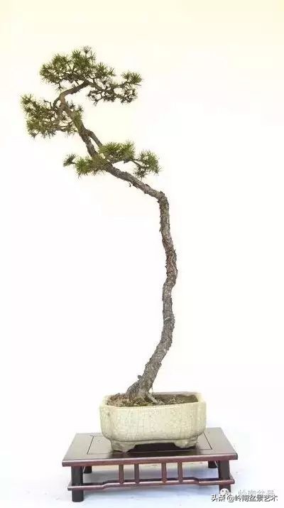 素仁格与文人树,你怎么看?