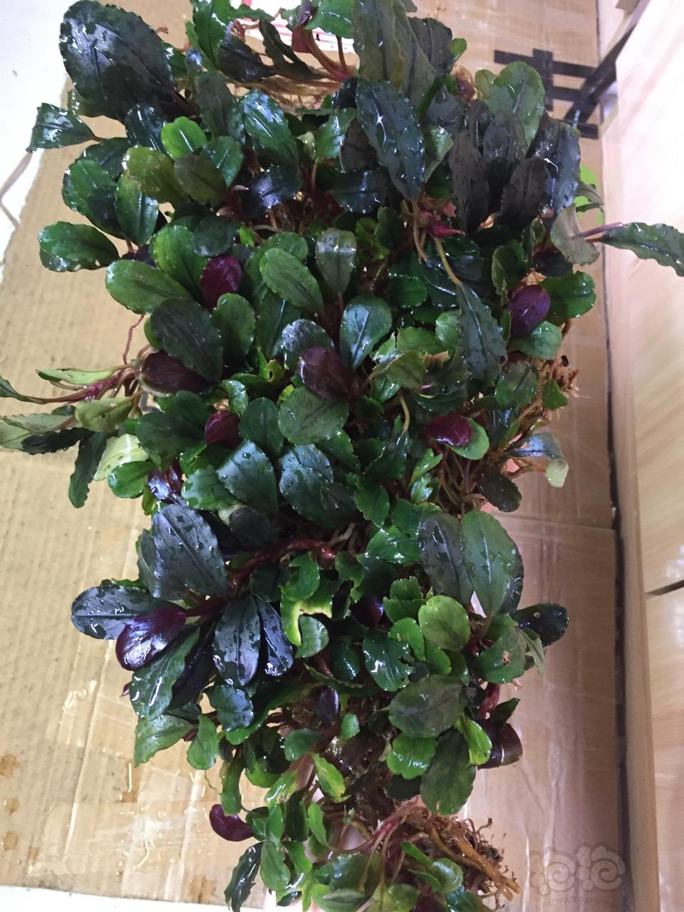 辣椒榕水草缸,养辣椒榕需要多大的缸