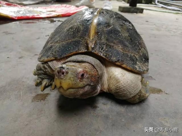 养龟最简单不费钱的方法,养龟需要具备什么样的条件