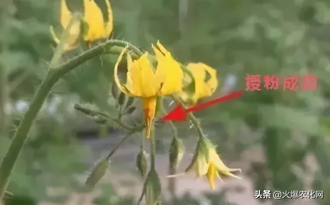 保花保果补硼,果树花前补硼有什么好
