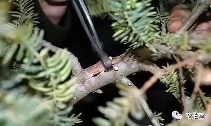 真柏盆景嫁接枝条什么时候拿弯,盆景三弯九拐枝条布局