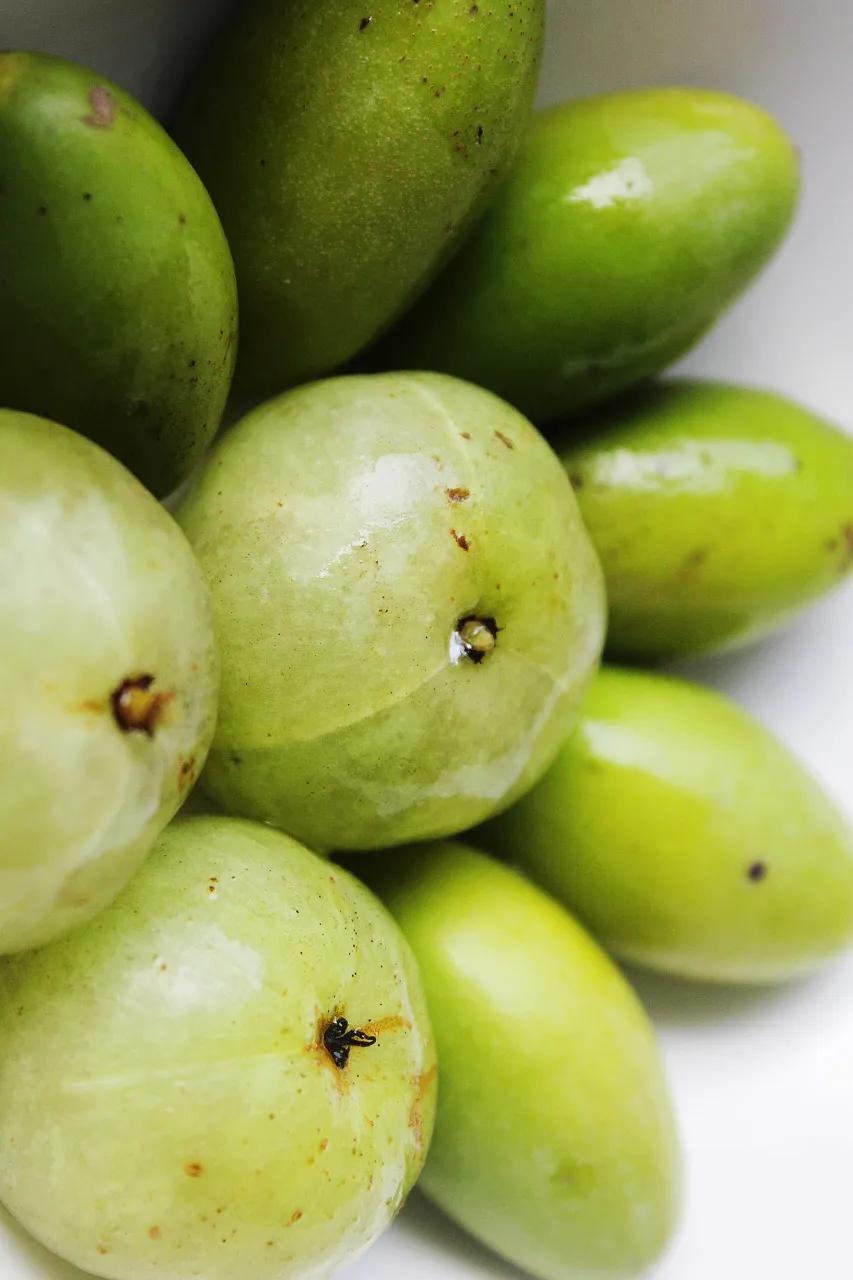 潮汕人从小吃到大的油柑,潮汕特有油柑