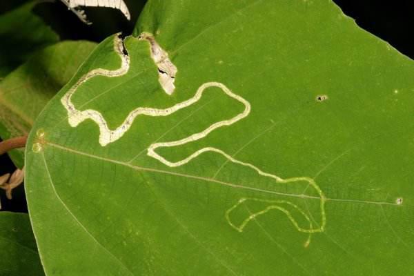 张旭与怀素哪个才是草圣,张旭怀素张狂