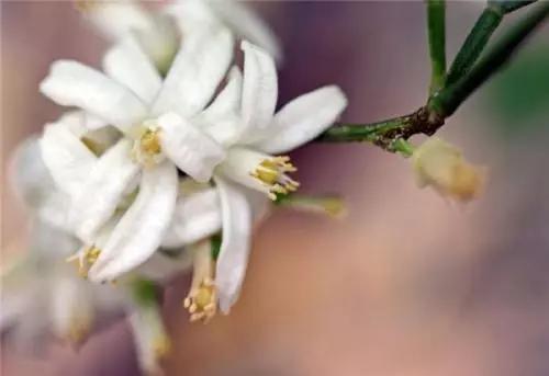精油中的十大植物,精油品种有哪些