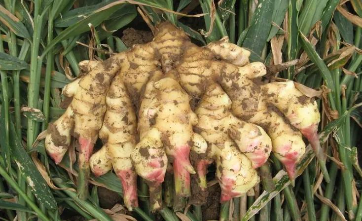 生姜施肥用硫酸钾还是硝酸钾好,七至八月份生姜怎样施肥管理