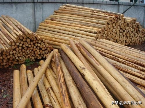 杉木这几年价格涨了吗,杉木目前价格上涨吗