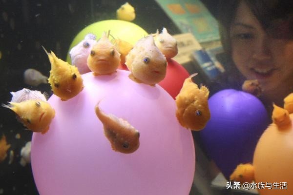 深海最萌的鱼有多萌,最萌最小海水观赏鱼