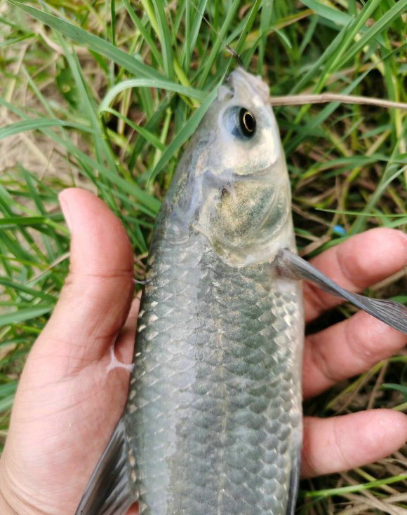 洪水冲出一个800斤的鲶鱼,湖南怀化草鱼