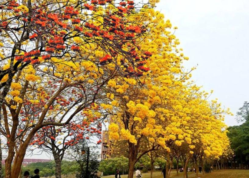 深圳北站公园足球场,深圳市中心公园足球场有多大