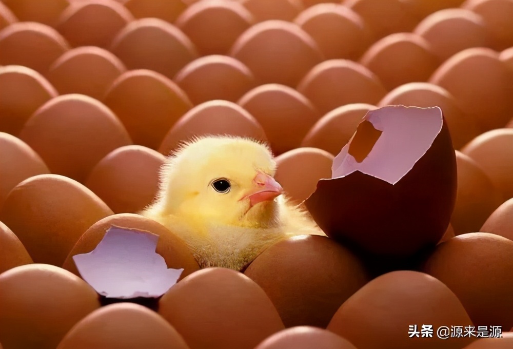 靠创业养活自己,创业失败怎么破局养活自己