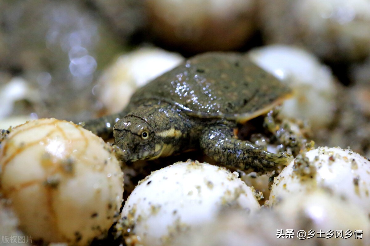最简单的甲鱼养植方案,养甲鱼的绝密配方
