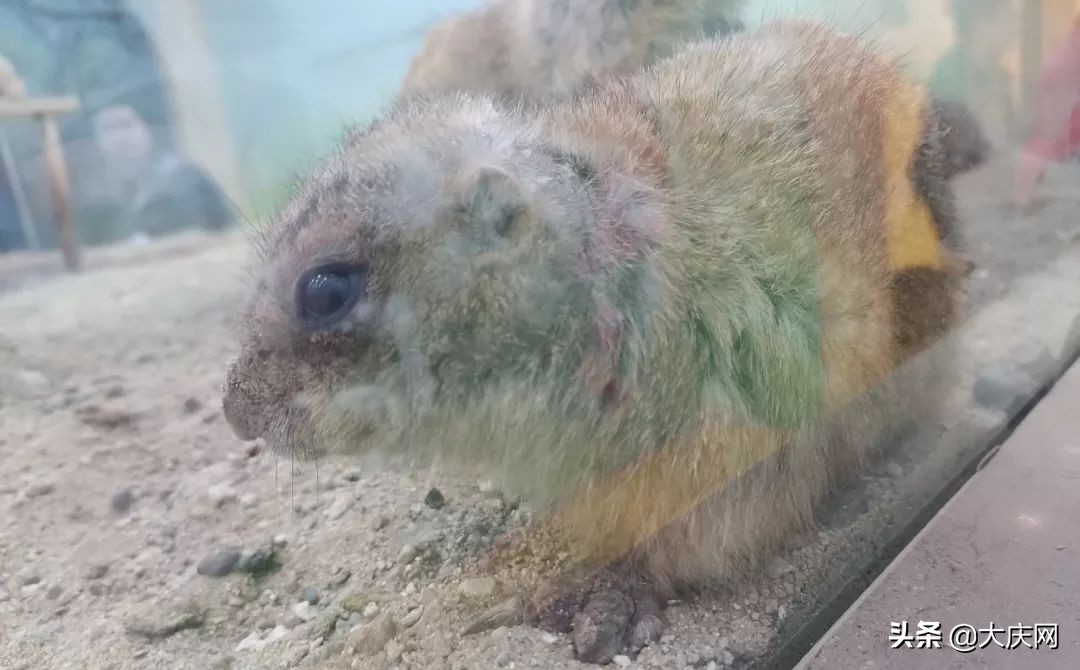 受伤，断趾，一股恶心味儿……哈尔滨竟存在这样一个动物园，看完扎心了