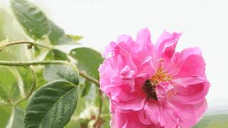 丹泽欧雅,丹泽欧雅富勒烯多肽焕颜面膜