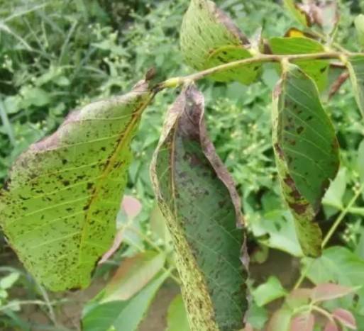 什么方法治疗黑斑,芒果水印斑病怎么防治