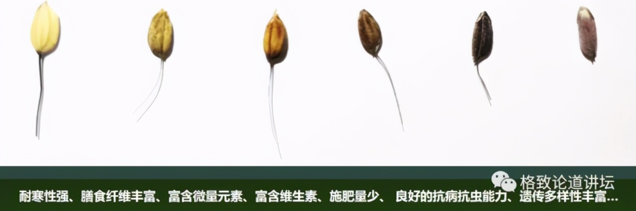 为什么长毛的火腿还能吃,长毛的火腿肠吃了会怎样