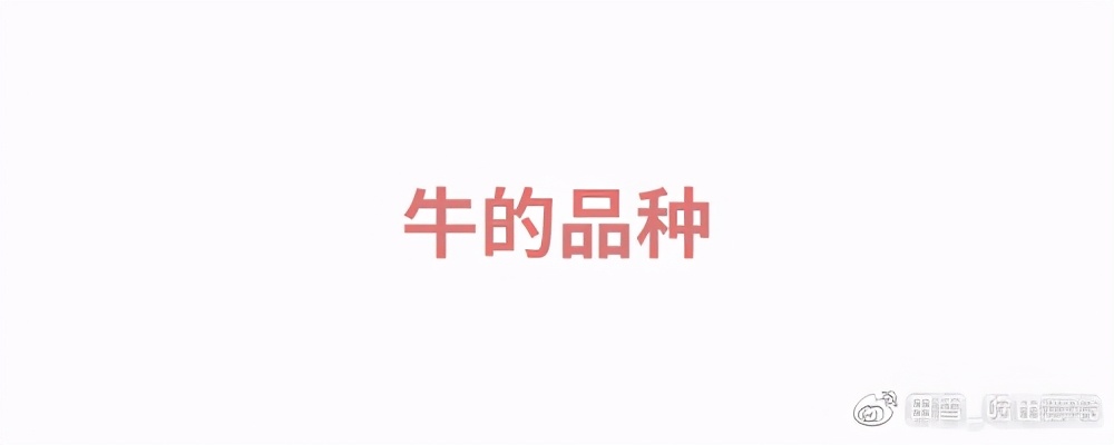 牛肉先锋|挑选好牛肉的锦囊妙计,“庖丁解牛”了解一下