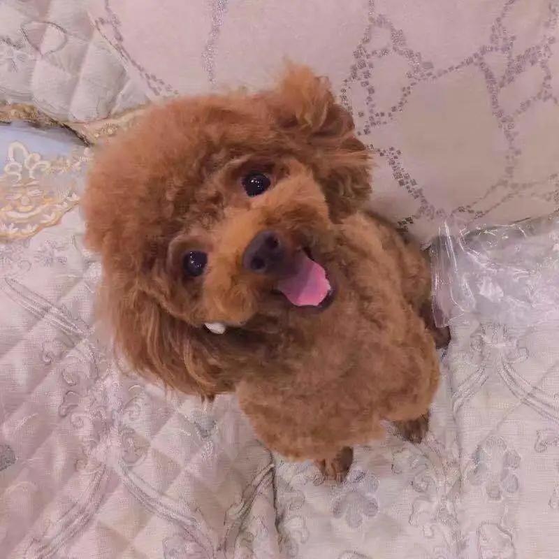 和宠物交流说什么,宠物谈恋爱怎么回事