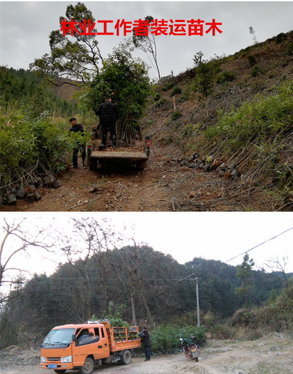 林业礼赞——世界最后一滴水将是人类的眼泪吗