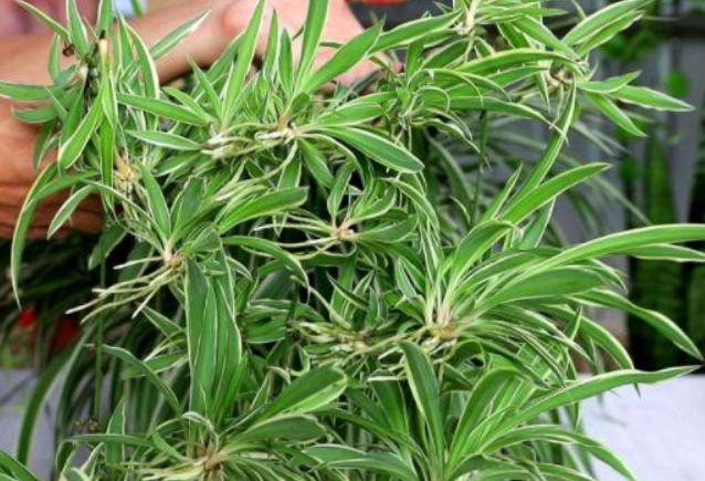 养吊兰的妙招用什么肥料,养吊兰的方法和技巧