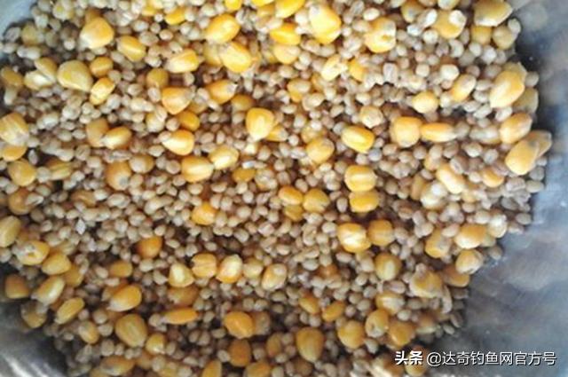 粮食窝料做不好?老钓友分享一款醇香四溢、专钓大鱼的窝料泡法