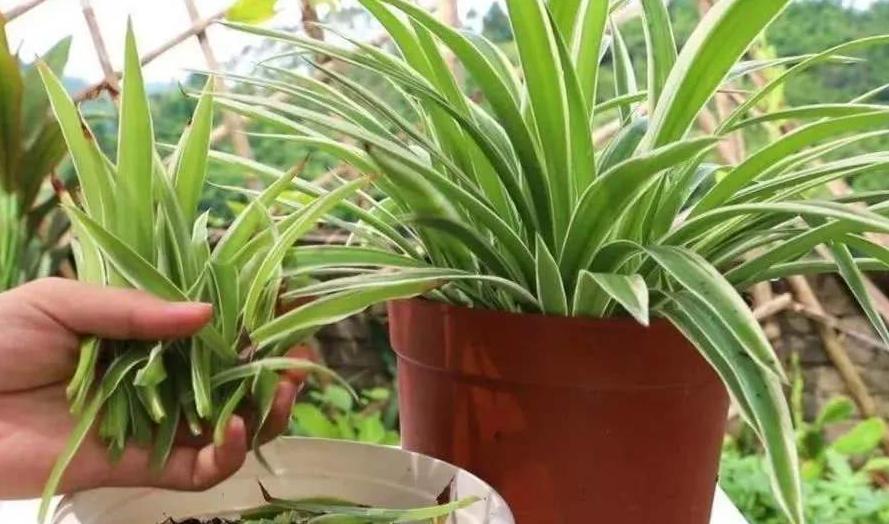 春天养“吊兰”，就得下“狠手”，上、下各剪一刀，呼呼冒新叶！