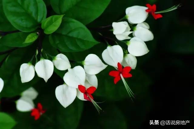 养好花六大关键十年养花经验总结,各种花卉养花技巧知识大全合集