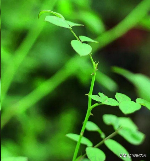 月季盲芽和不是盲芽的对比图,月季好多盲芽是怎么造成的