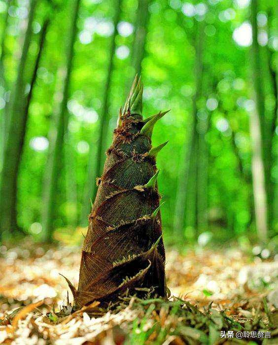 竹笋诗词精选三十一首,山中竹笋诗词