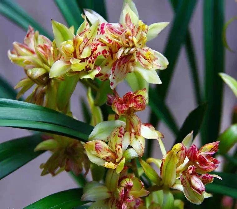 我心目中的月季,我心目中排第一的蝴蝶兰