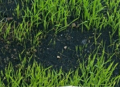 秧田壮苗促根用什么好,旱地育秧苗种植技术