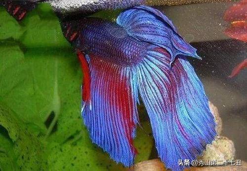 世界上最漂亮的鱼第一名,世界上最美的孔雀鱼