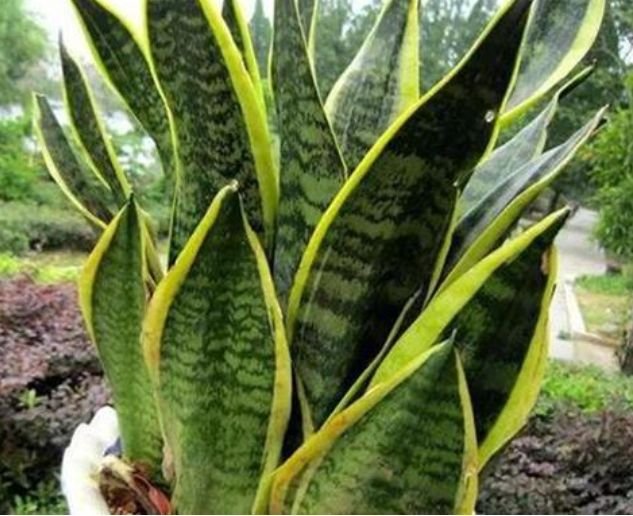 什么植物养不死可以净化空气,家里养这2种花净化空气带来好运