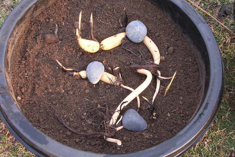 新鲜莲子可以种出荷花吗,盆栽莲花出芽后怎么养