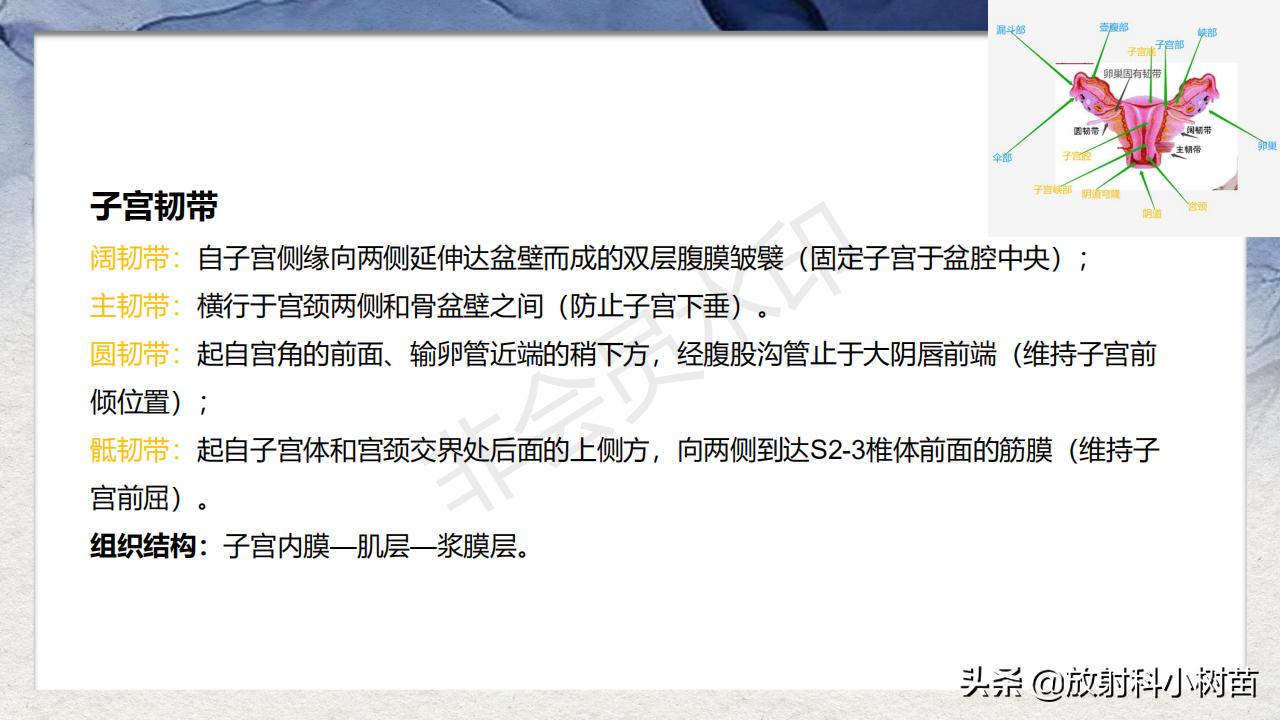 女性盆腔mri解剖图谱,泌尿生殖系统x线解剖