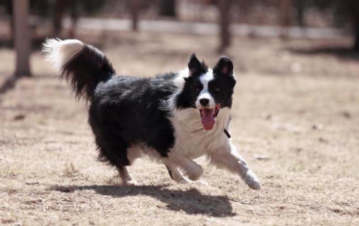 哪种狗最好养又不会生病,什么狗最聪明但很多人不愿意养