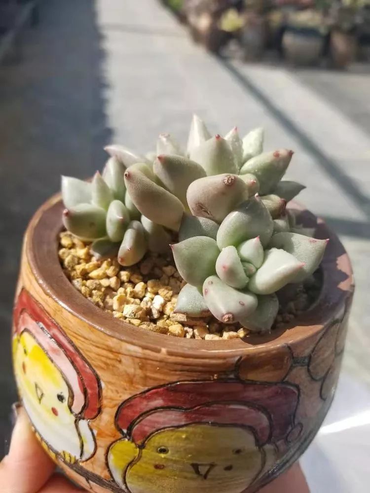 爱机车,爱多肉,宝妈花姐的诗和远方