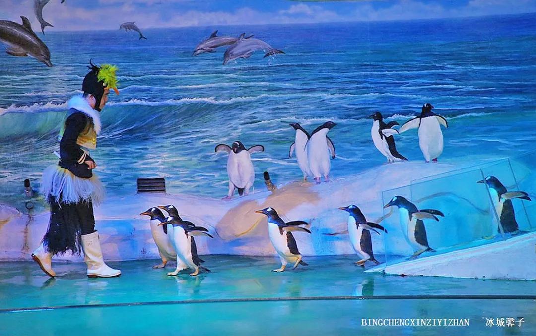 走进哈尔滨完整视频,走进哈尔滨海洋馆