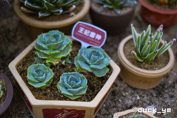 厦门网红拍照打卡地高铁,厦门旅游网红拍照