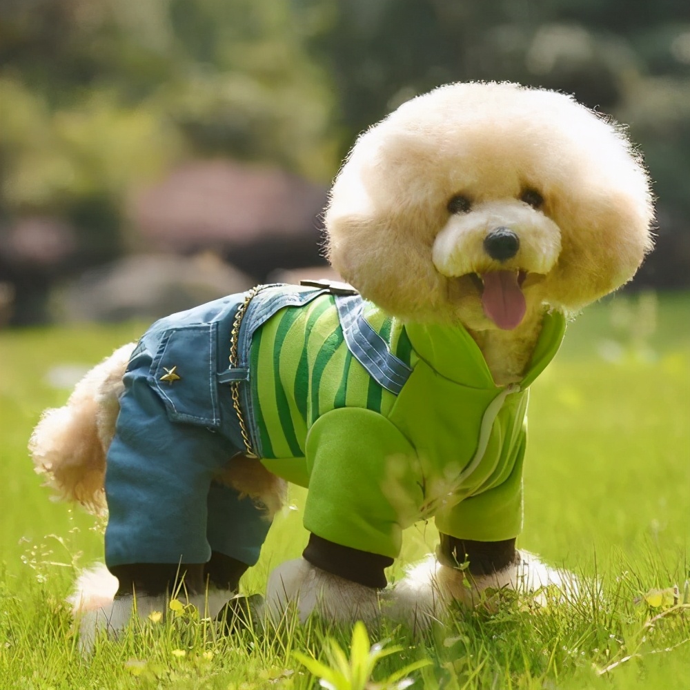 最忠诚护主的小型犬排名,建议新手养的10种小型犬推荐