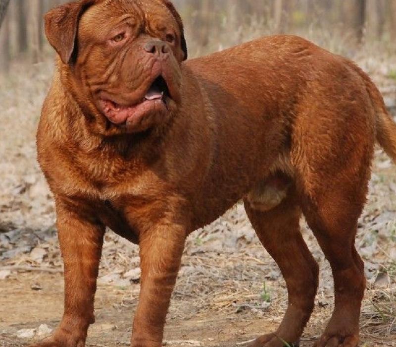 比藏獒还凶猛的犬是哪些,这几种狗狗外表威猛内心却很怂