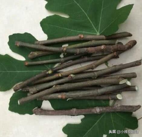 种无花果用这两个方法一年就枝繁,大面积种植无花果技术